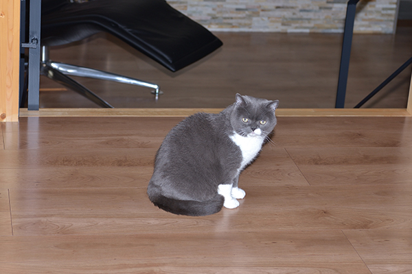 猫ちゃんもここがお気に入り